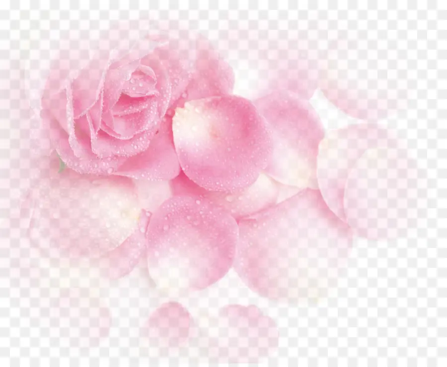 Les Roses De Jardin，Plage Rose PNG
