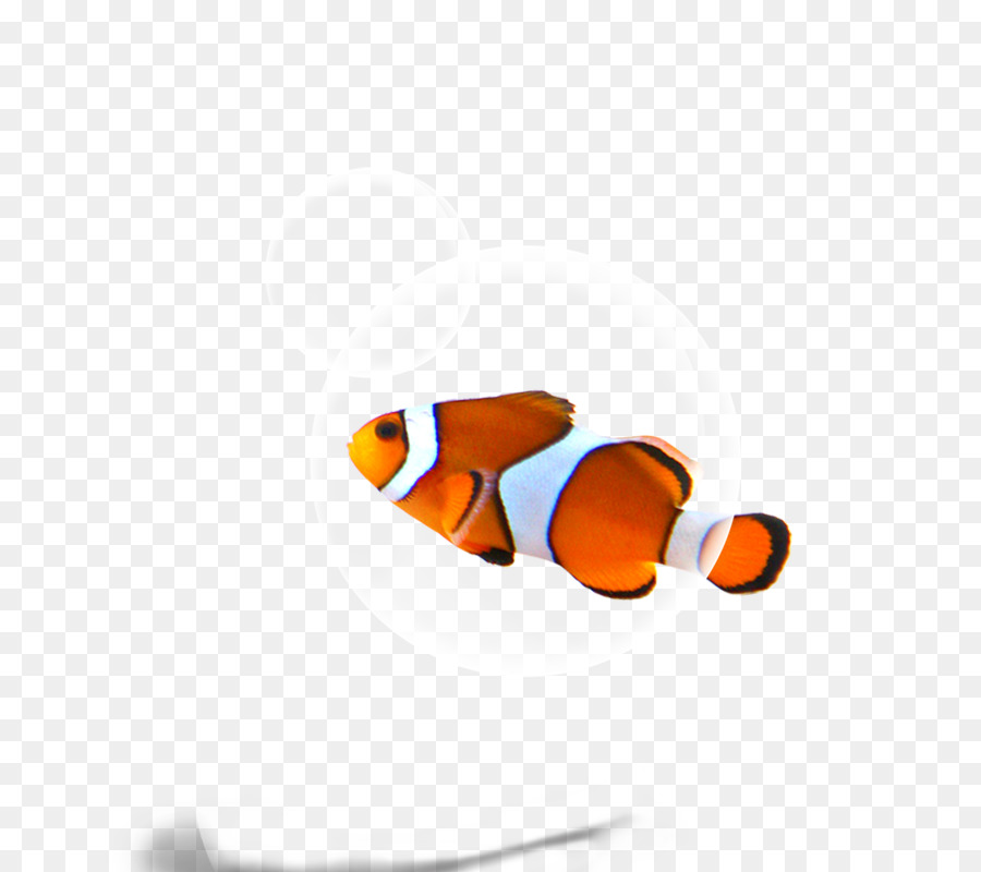 Poisson Clown，Aquatique PNG