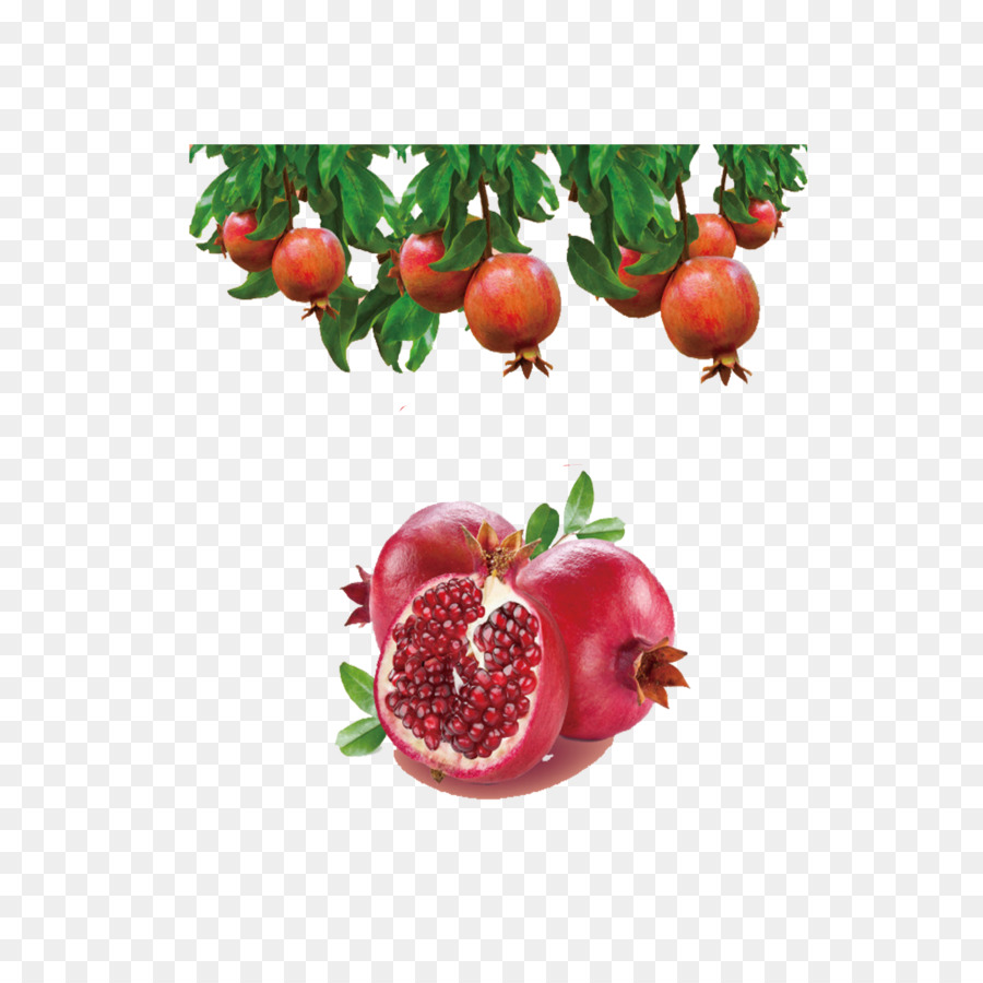 Grenade，Arbre PNG