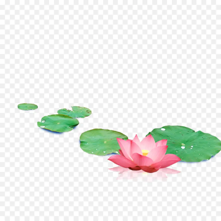 Fleurs De Lotus，Feuilles PNG