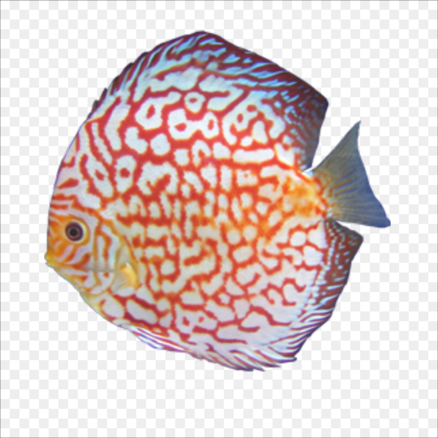 Poisson Coloré，Aquatique PNG