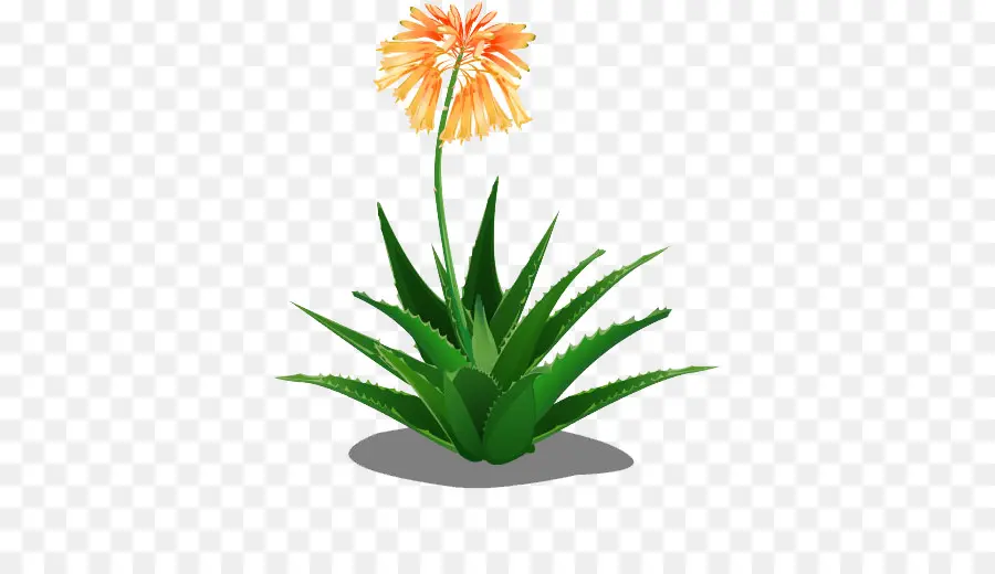 Plante à Fleurs，Fleur PNG