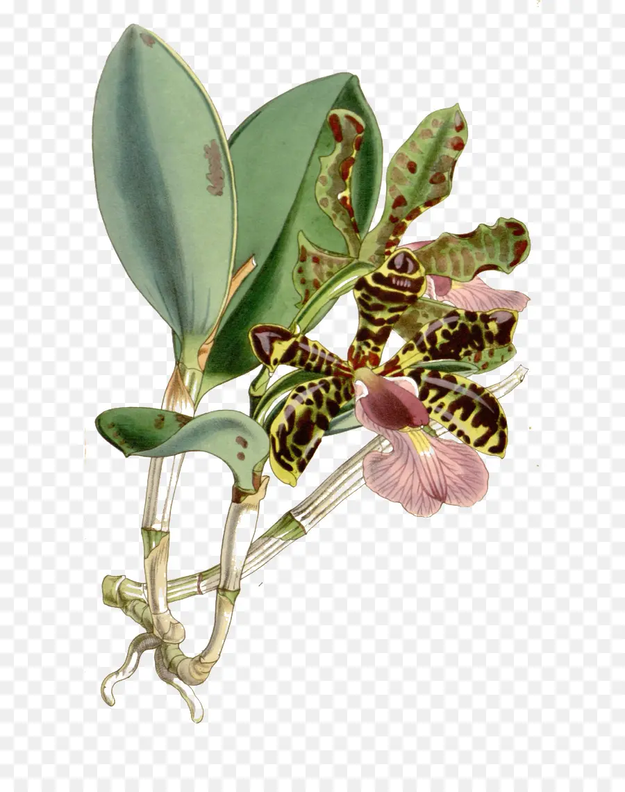 Cattleya Aclandiae，Orchidées PNG