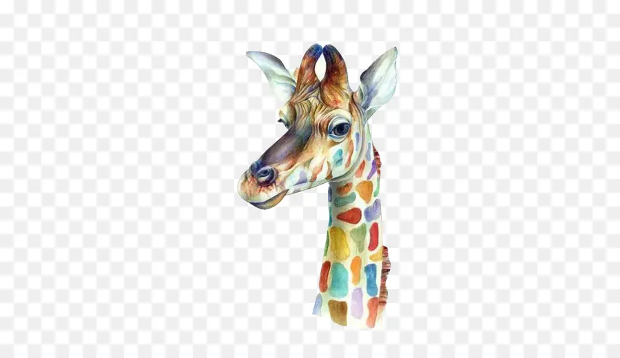 Girafe，Coloré PNG