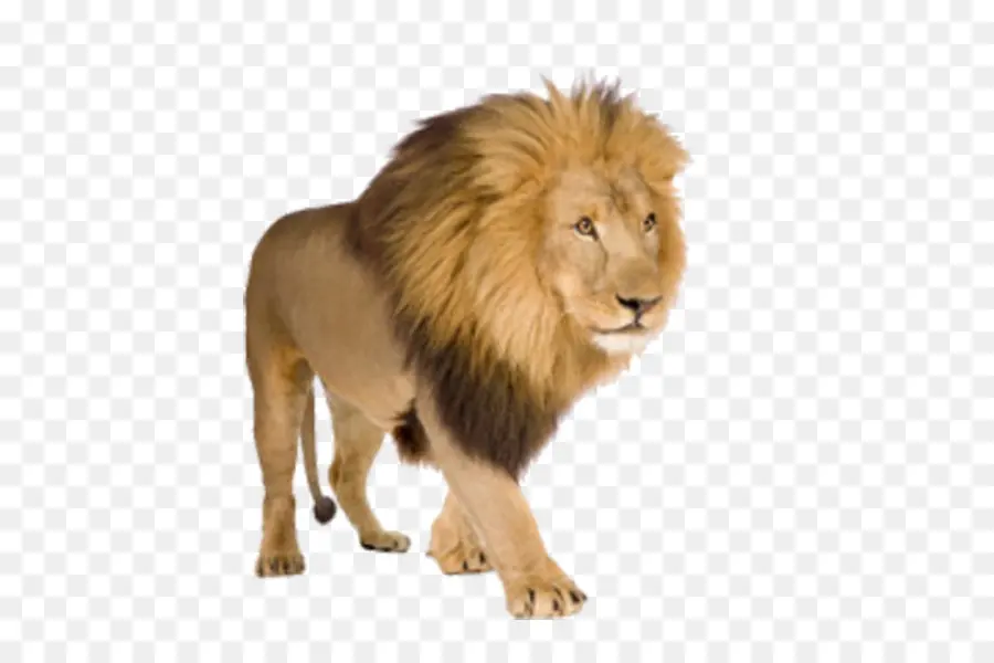 Lion，Les Lions Rugissent PNG