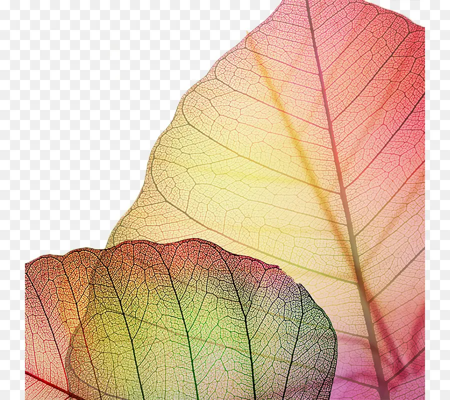 Feuilles Colorées，Nature PNG