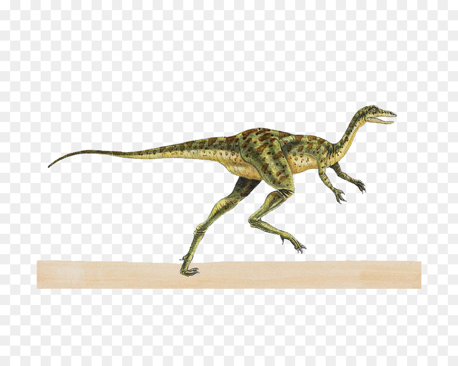 Coelurus，Théropodes PNG
