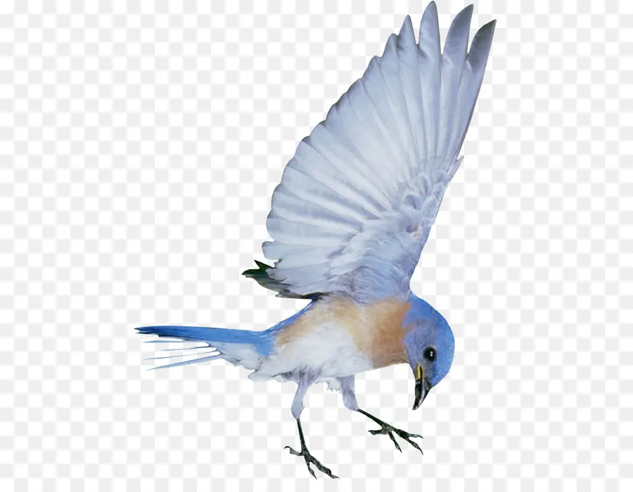 Oiseau Bleu，Vol PNG