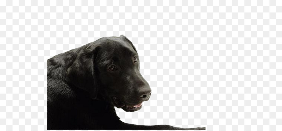 Le Labrador Retriever，Teckel PNG