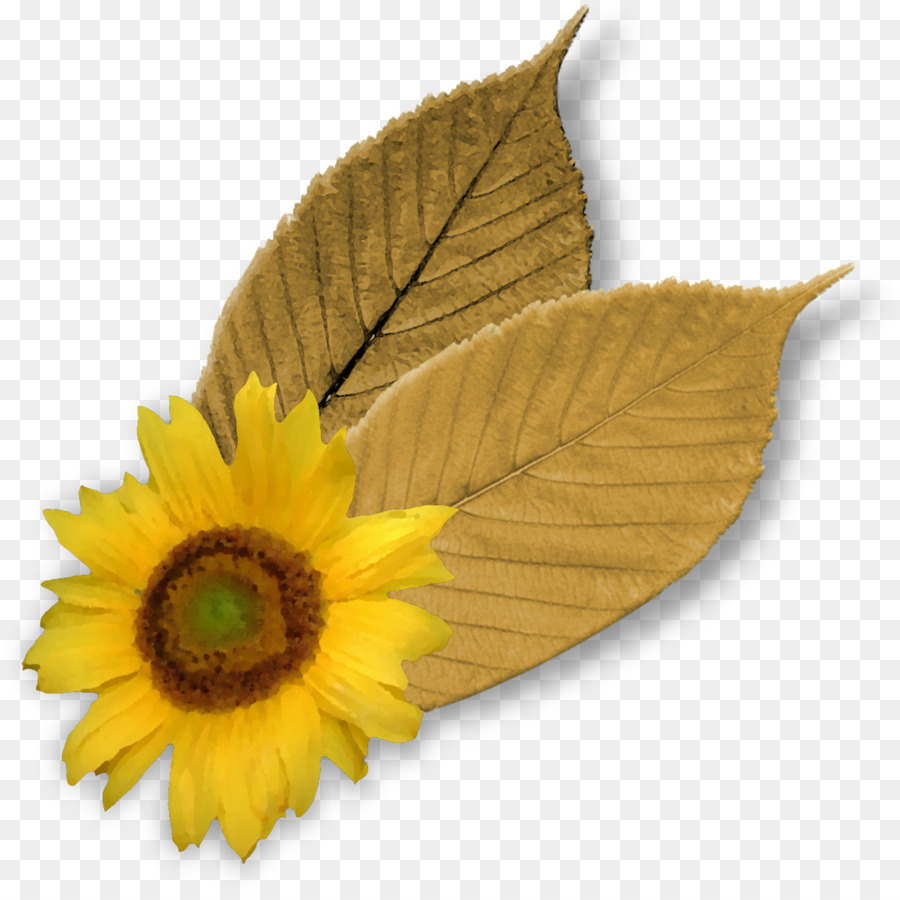 Tournesol，Feuilles PNG