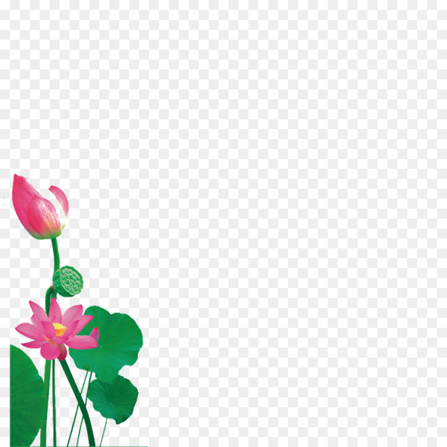 Fleurs De Lotus，Eau PNG