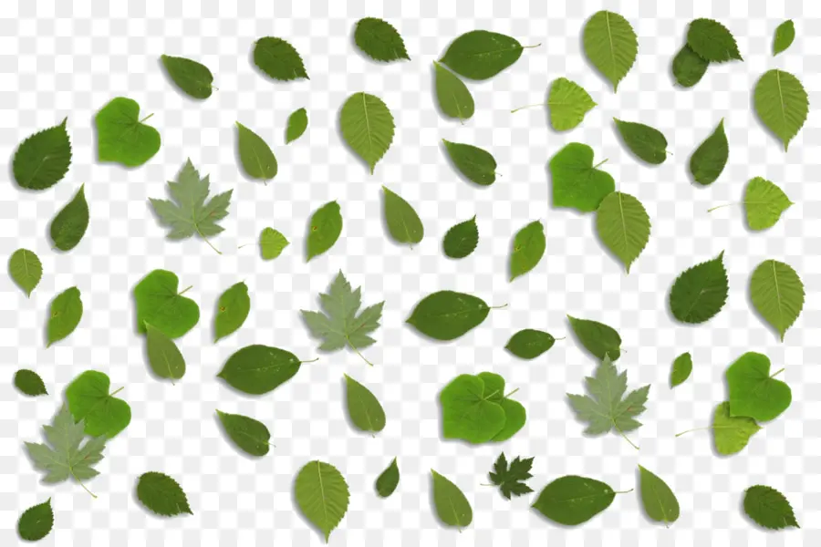 Feuilles，Vert PNG