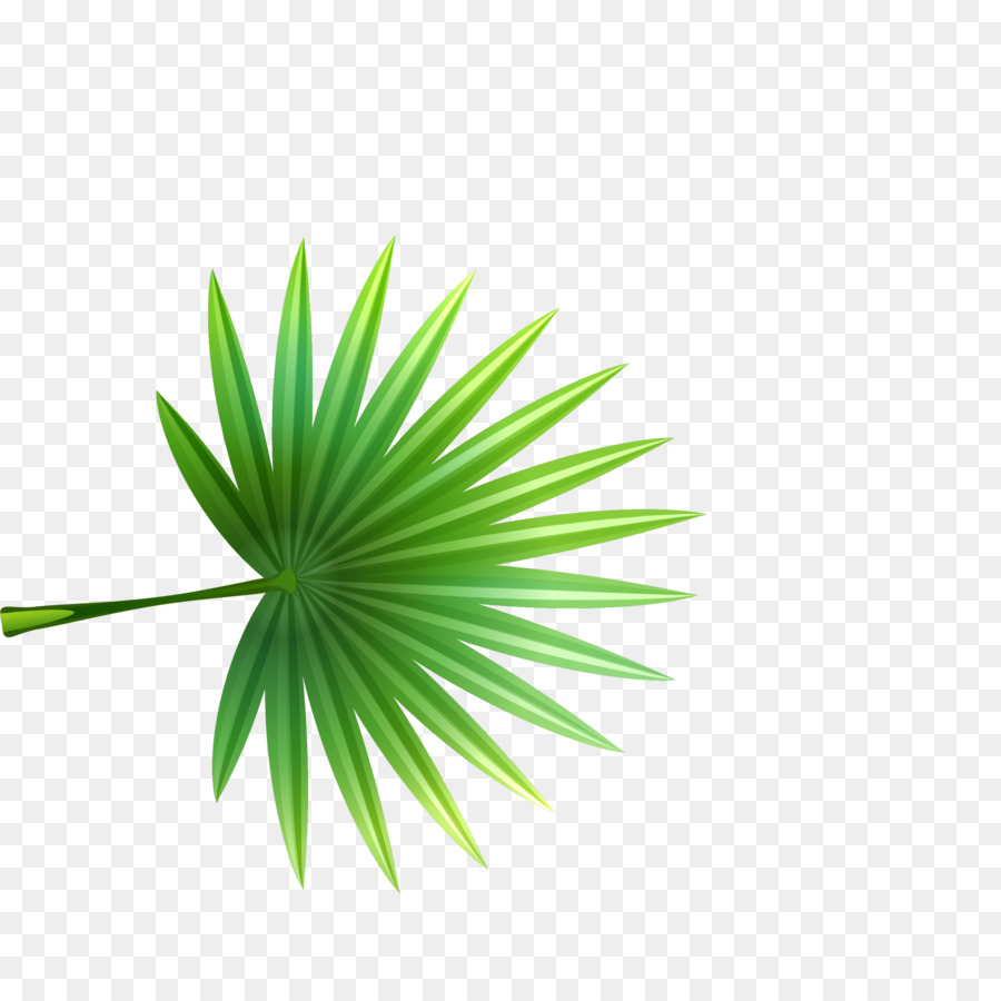 Palme，Tropical PNG