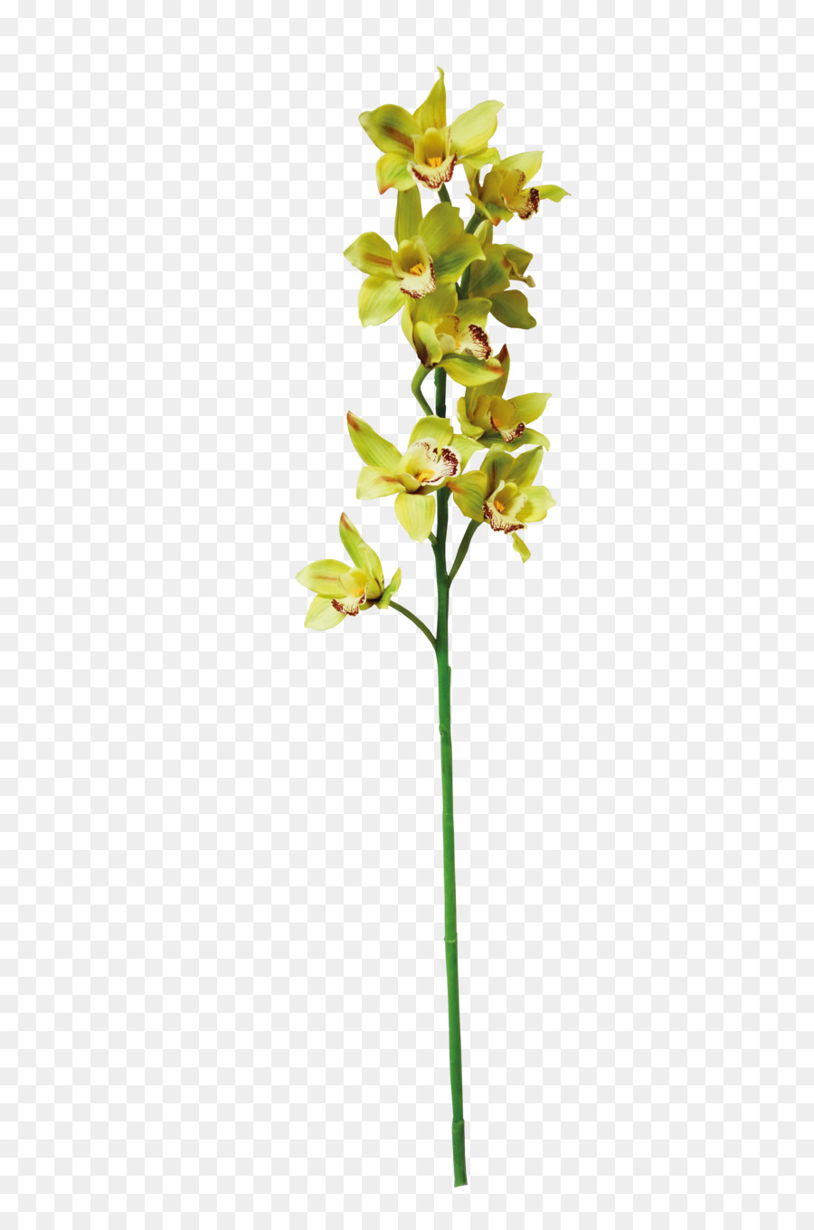 Fleur Telecharger Gratuit Png Fleur Telecharger Gratuit Transparentes Png Gratuit