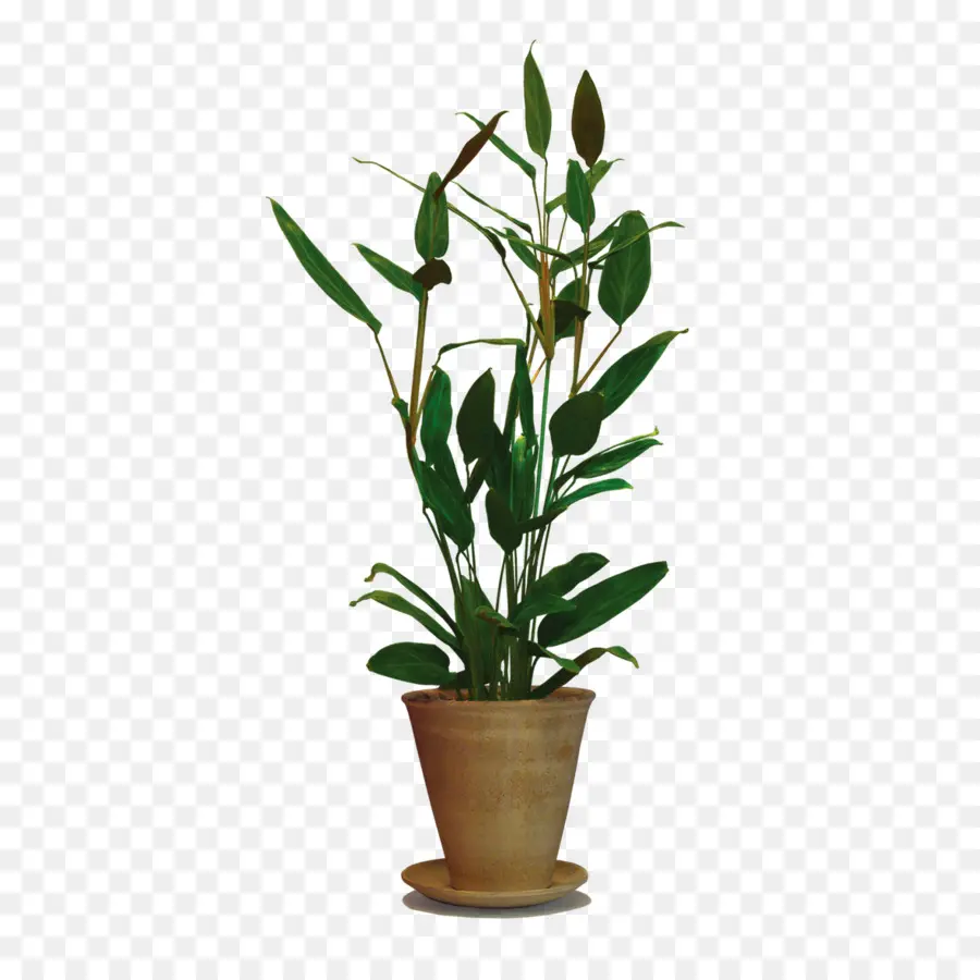 Plante，Arbre PNG