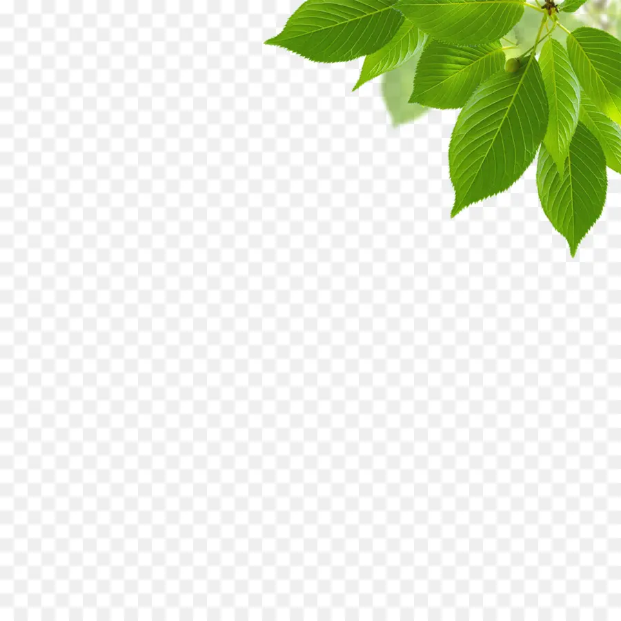 Feuilles Vertes，Bifurquer PNG