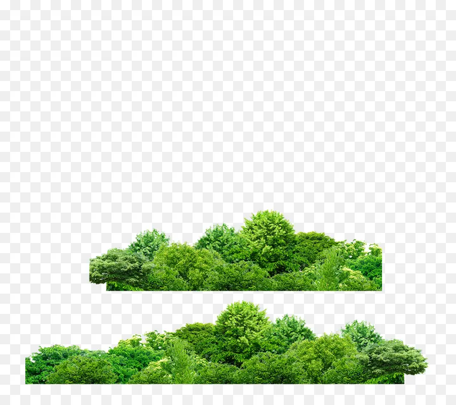 Vert，Arbuste PNG