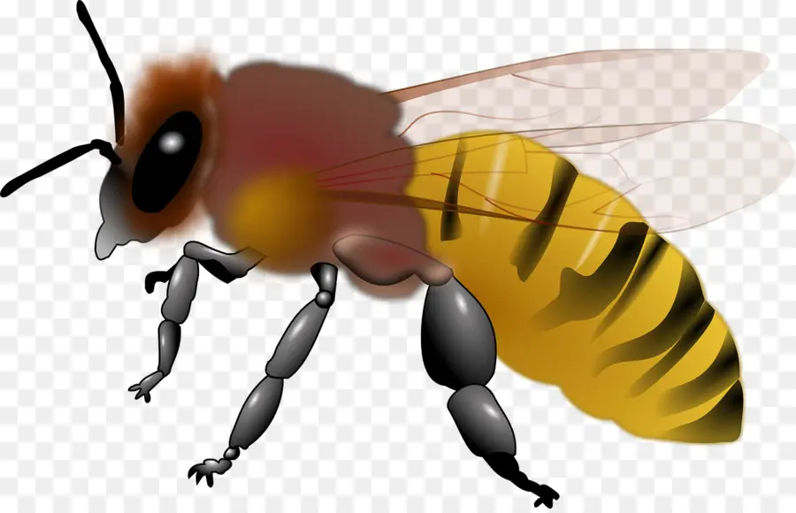 Abeille，Miel PNG