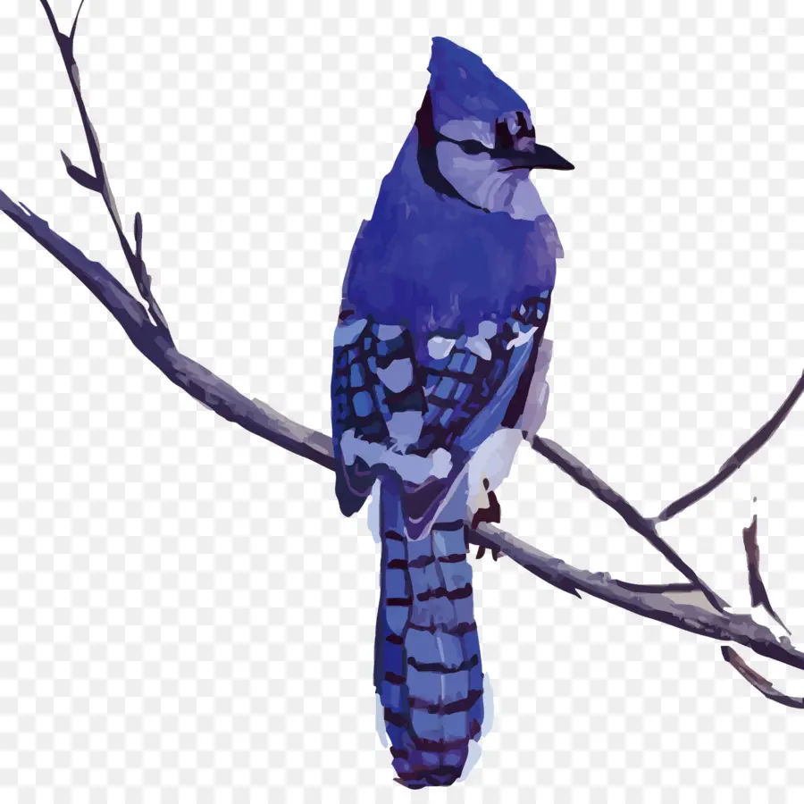 Oiseau，Jay Bleu PNG