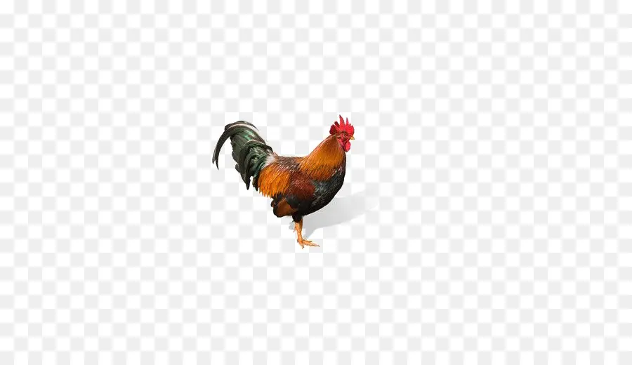 Poulet，Poule PNG