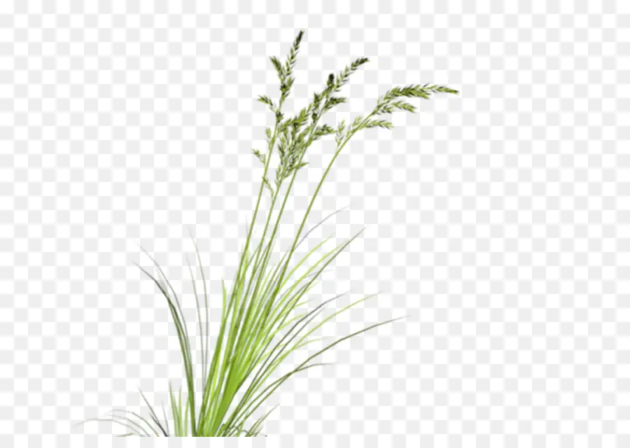 Herbe，Vert PNG