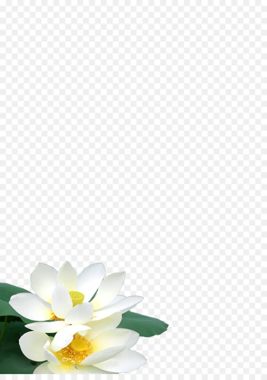 Fleur Blanche，Lotus PNG