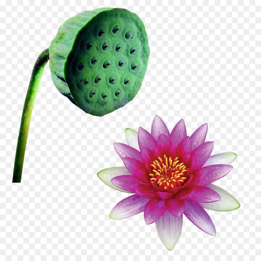 Fleur De Lotus，Fleur PNG