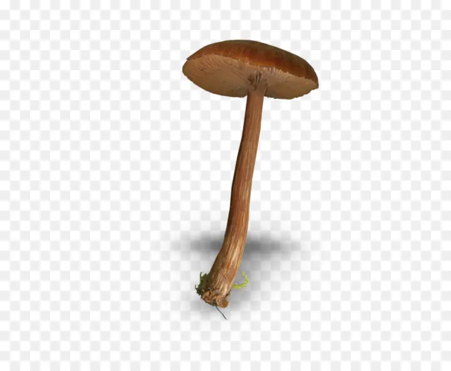 Champignon，Usine PNG