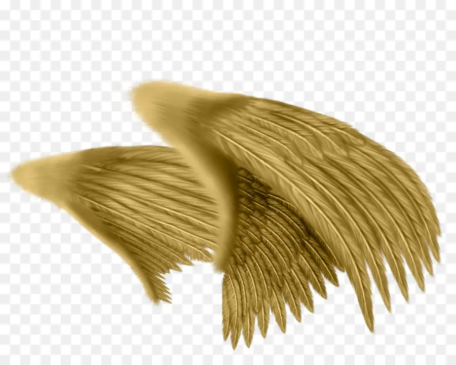 Ailes D'ange，Plumes PNG