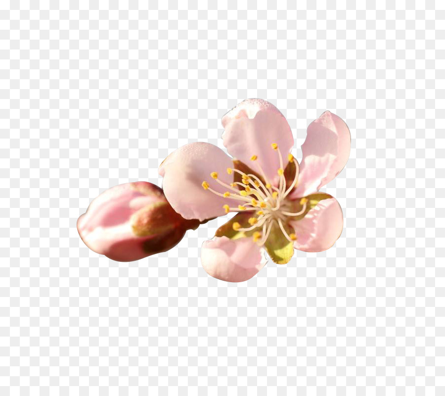 Fleur，Fleurir PNG