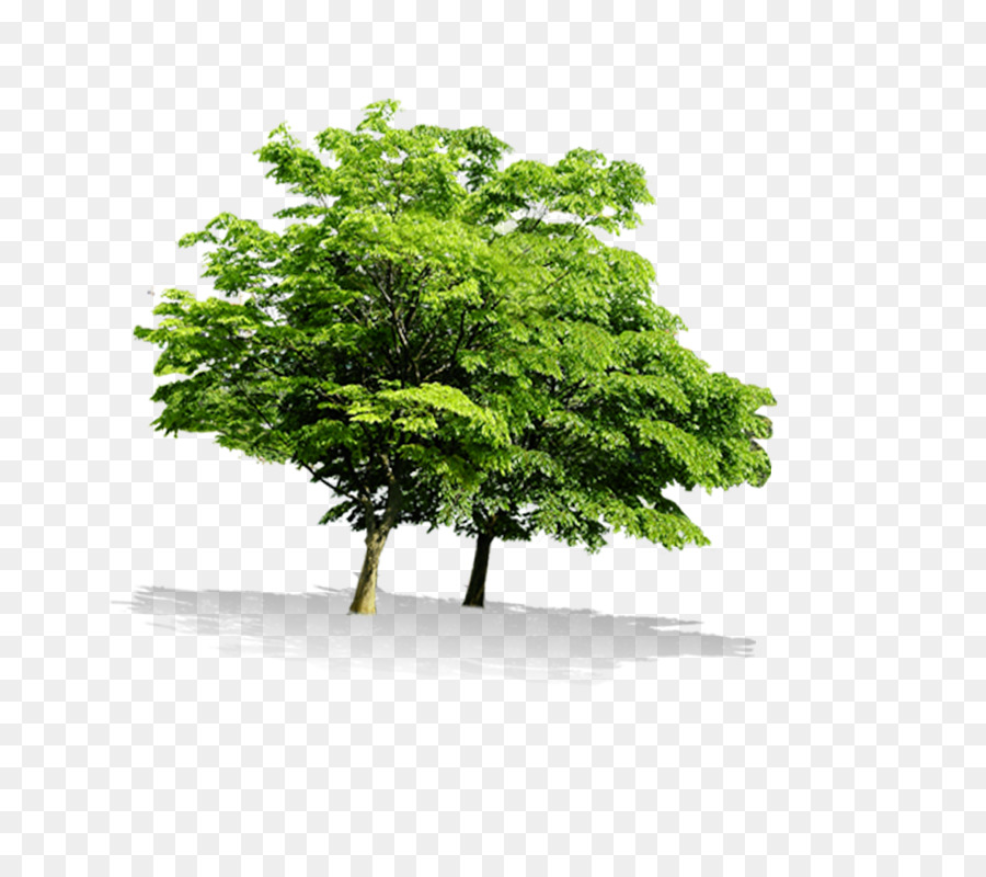 Arbre Vert，Nature PNG