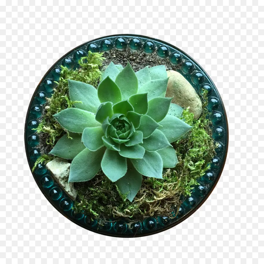 Plante Succulente，Vert PNG