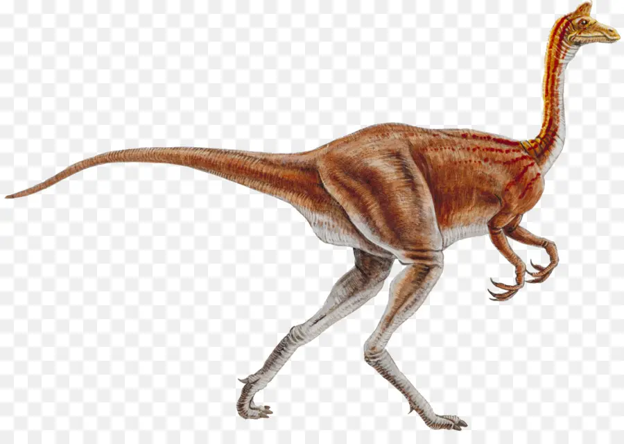 Ornithomimus，Ornithomimosaurie PNG