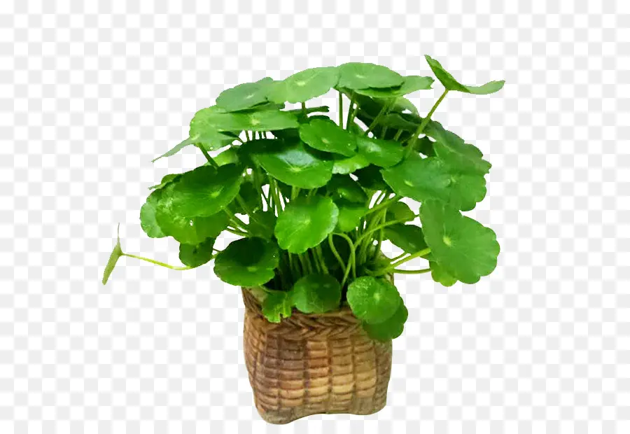 Plante Verte，Panier PNG