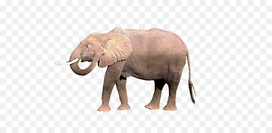 Squelette D'éléphant，Os PNG