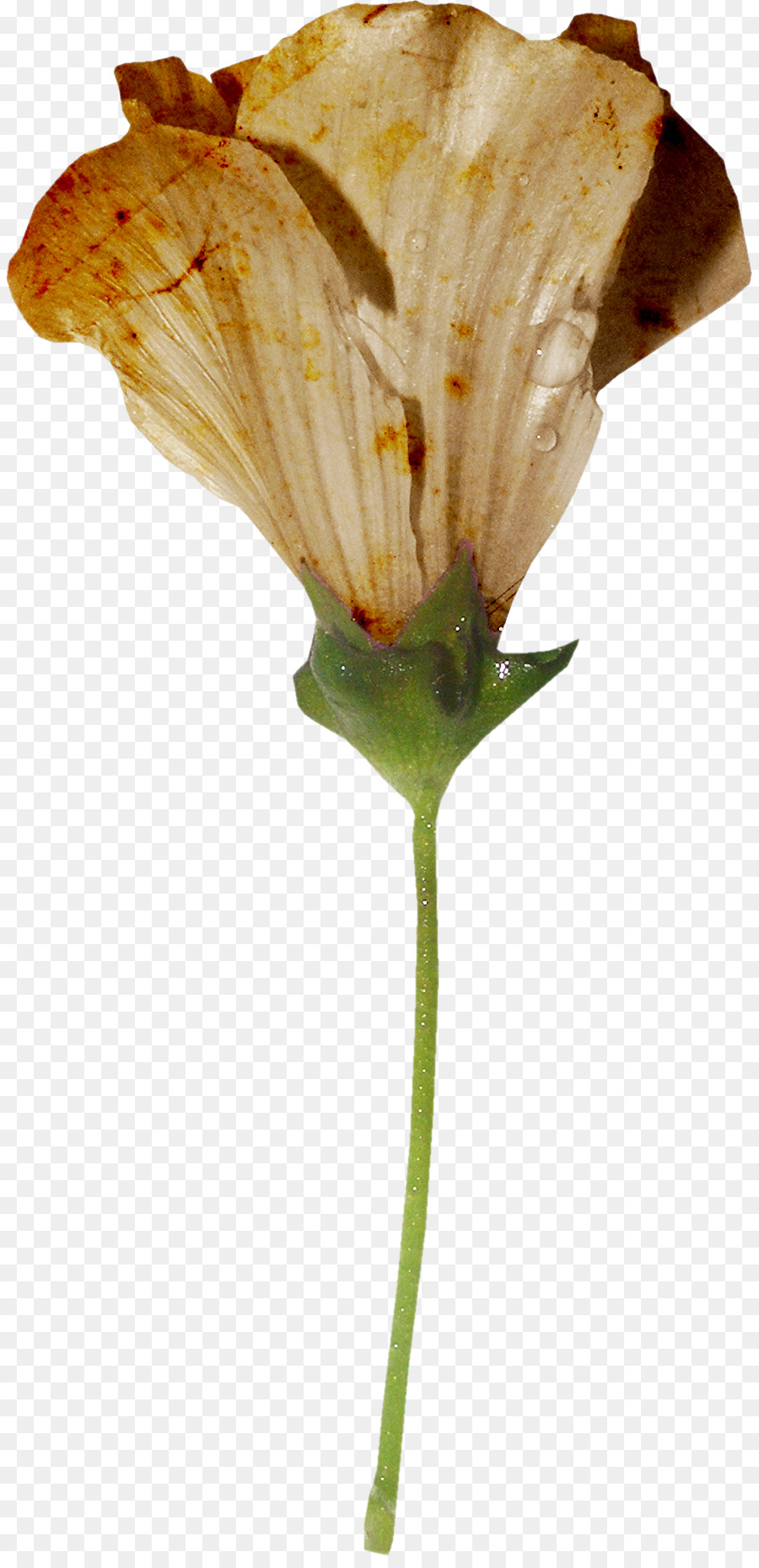 Goutte，Fleur PNG