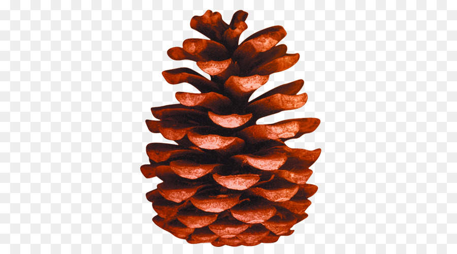 Pomme De Pin，Graine PNG