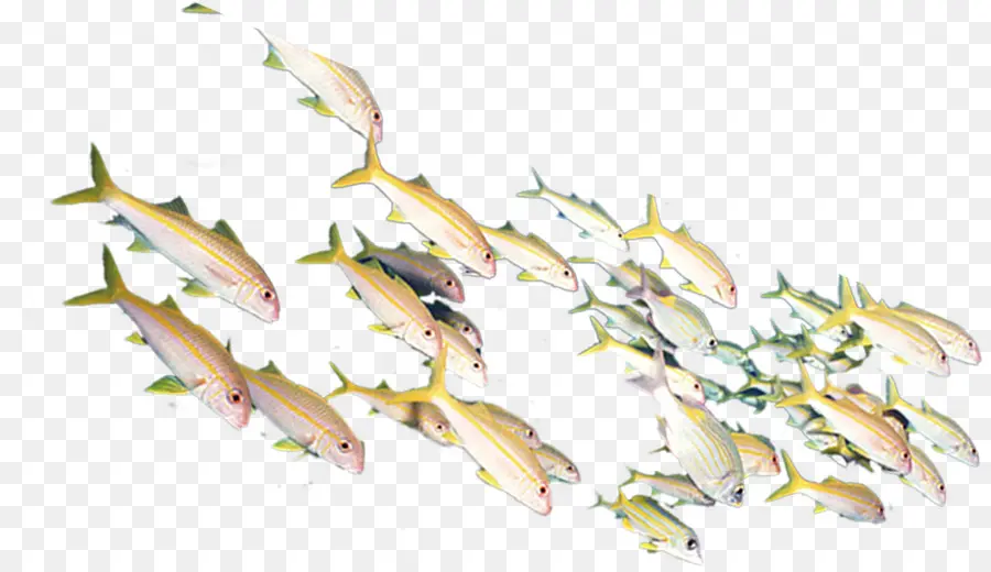 Les Poissons，Gratuit PNG