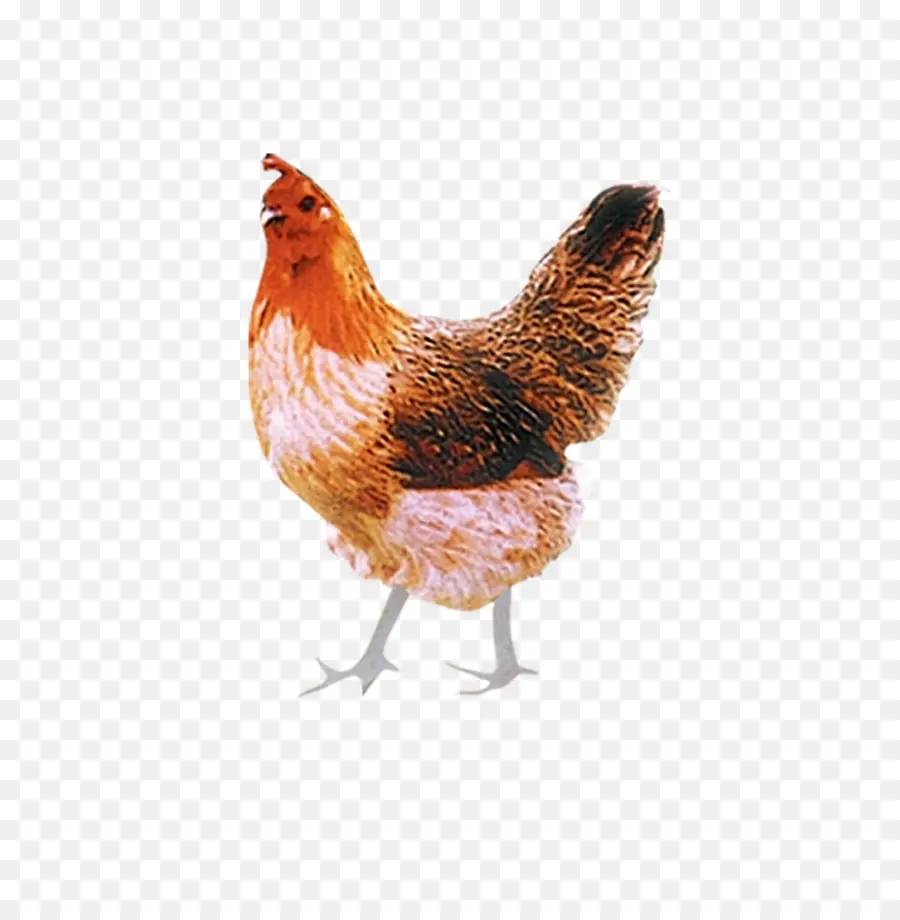 Poulet，Poule PNG