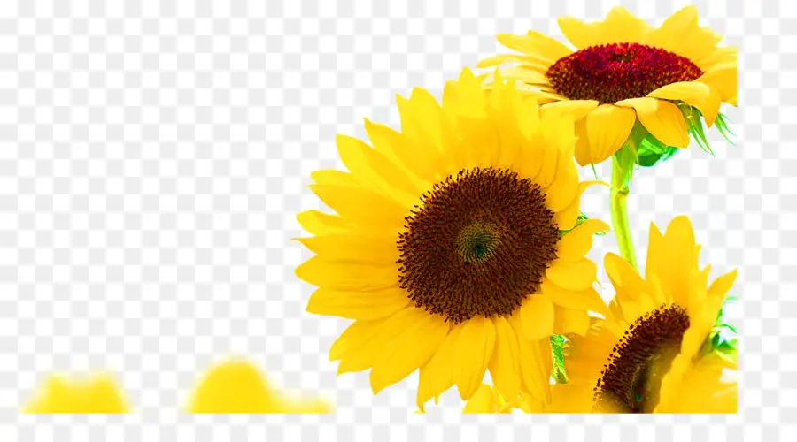 Tournesols，Fleur PNG