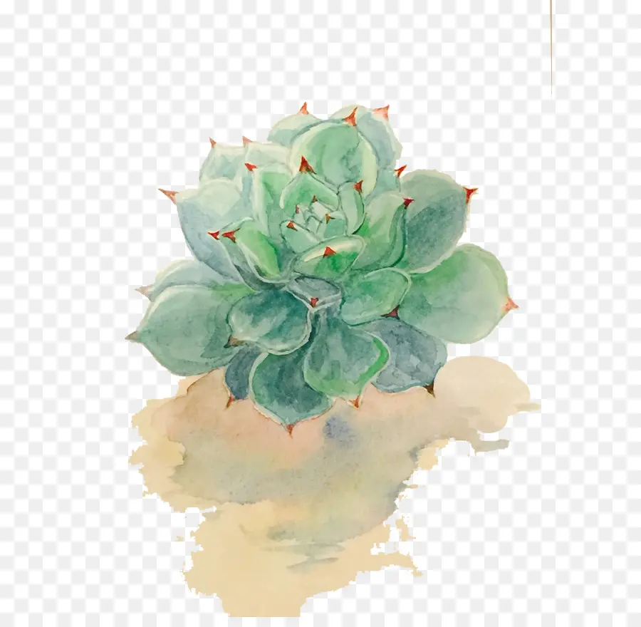 Plante Succulente，Peinture à L Aquarelle PNG