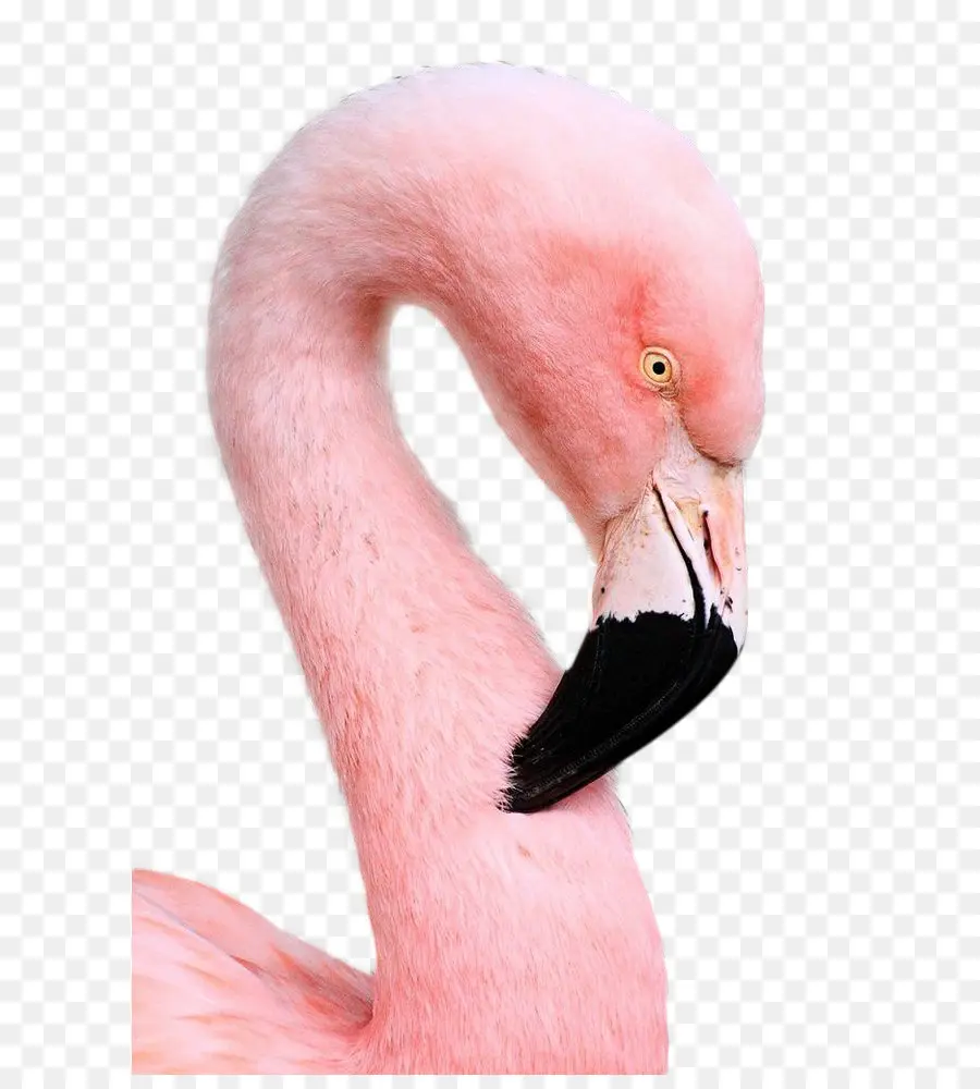 Flamant Rose，Faune PNG