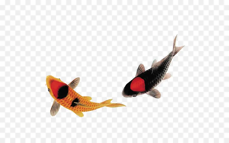 Poisson Koi，Eau PNG