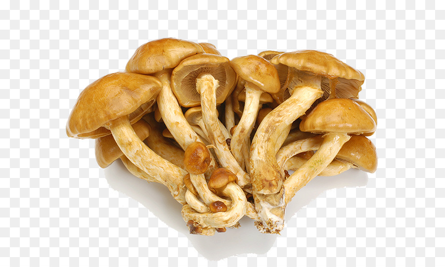 Champignons，Grappe PNG