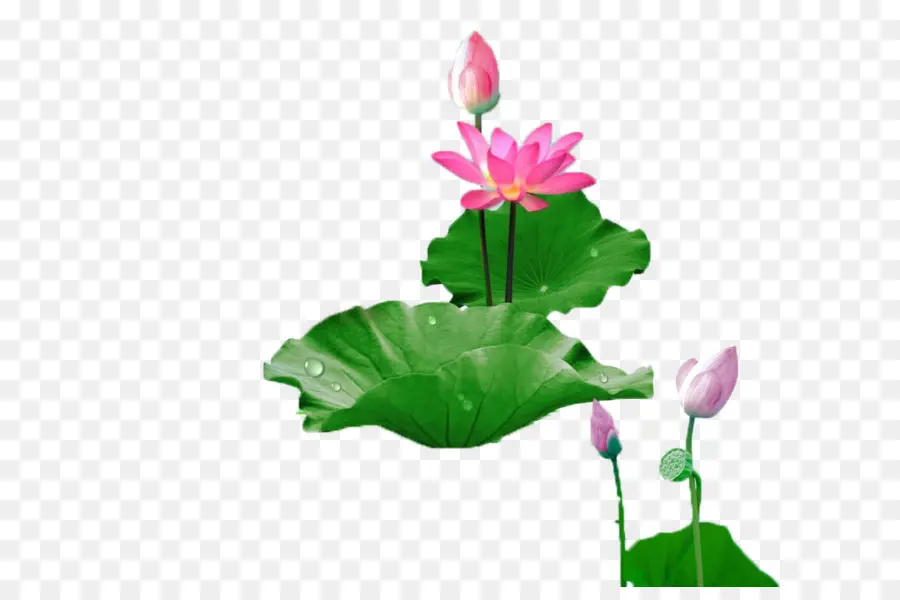 Fleurs De Lotus，Eau PNG