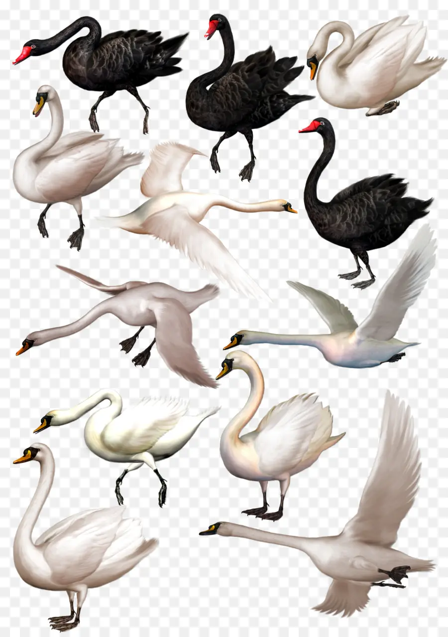 Cygnes，Sauvagine PNG