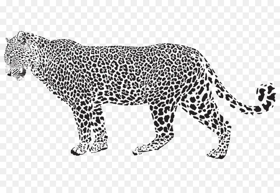 Jaguar，Léopard PNG