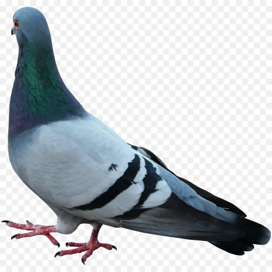 Pigeon，Colombe PNG