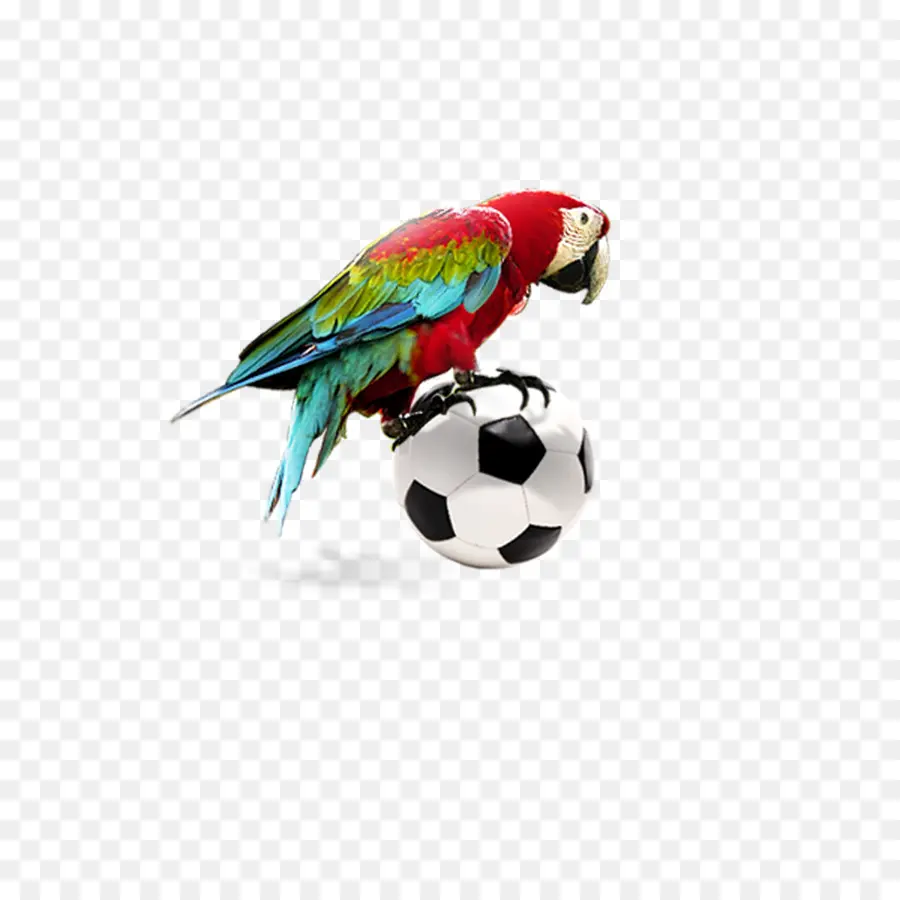 Perroquet Coloré，Ballon De Football PNG