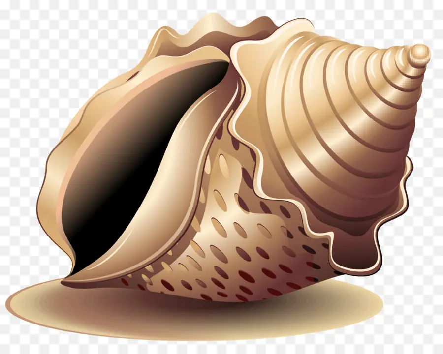 Escargot，Escargot De Mer PNG